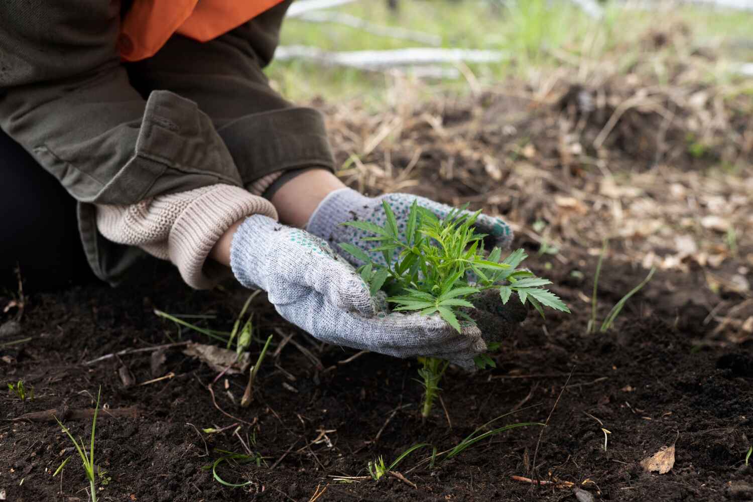 Professional Tree Service in Upper Lake, CA